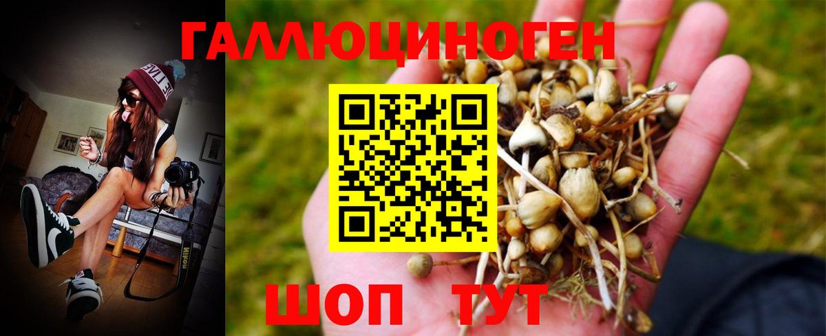 Галлюциногенные грибы Psilocybe  наркотики  Гурьевск  Псилоцибиновые грибы Cubensis  Вход с VPN 